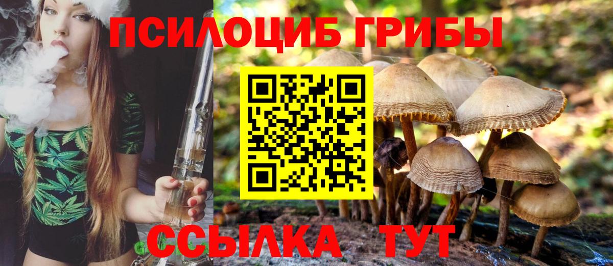 Гай  Галлюциногенные грибы Psilocybe  Вход с VPN 